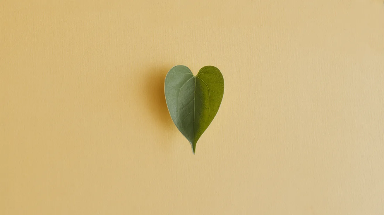 Heart face shape reference — wider top tapering to point